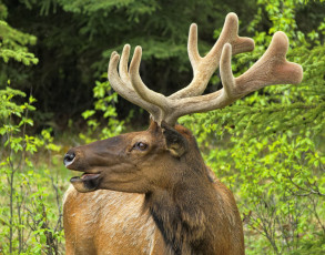 Картинка животные олени рога