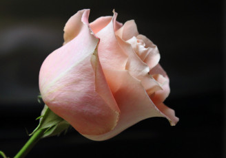 Картинка цветы розы бутон макро