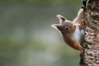 Картинка животные белки ствол зверек