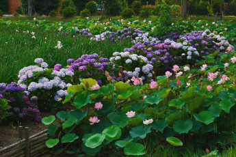 Картинка цветы разные вместе лотосы гортензия ирисы