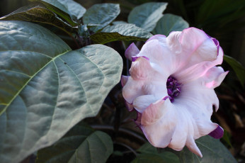 Картинка цветы бругмансия дурман трубы ангела