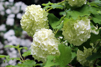 Картинка цветы гортензия соцветия макро