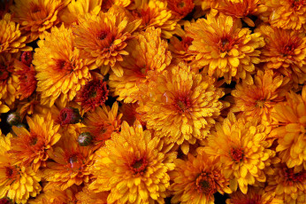 Картинка цветы хризантемы капли макро