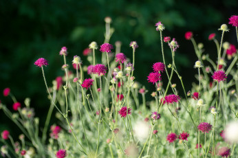 Картинка цветы луговые полевые луг