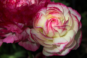 Картинка цветы ранункулюс азиатский лютик макро