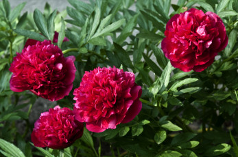 Картинка цветы пионы красный