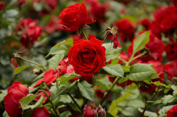 Картинка цветы розы красный