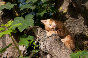 Картинка животные коты рыжик