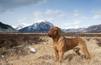 Картинка животные собаки бордоский дог