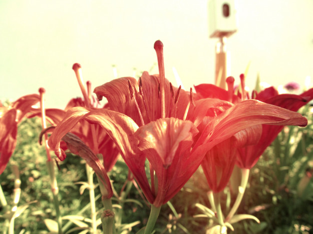 Обои картинки фото цветы, лилии, лилейники