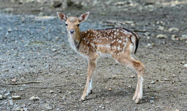 Обои картинки фото животные, олени, олененок