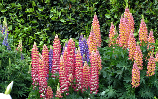 Обои картинки фото цветы, люпин, высокий