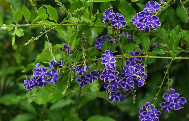 Обои картинки фото цветы, дуранта, фиолетовый