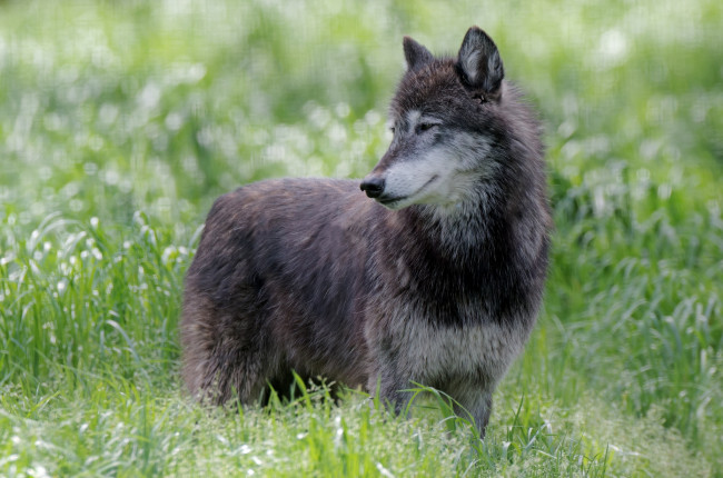 Обои картинки фото животные, волки, хищник