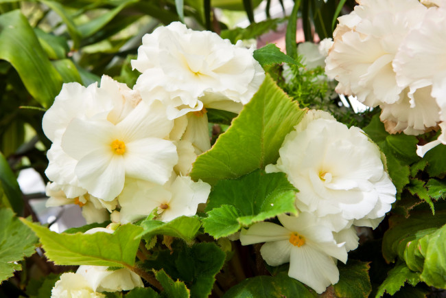 Обои картинки фото цветы, бегония, бегонии