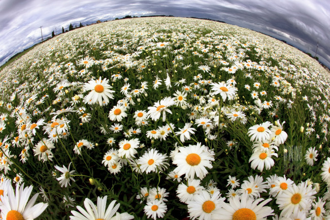 Обои картинки фото цветы, ромашки