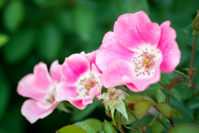 Обои картинки фото цветы, розы, макро