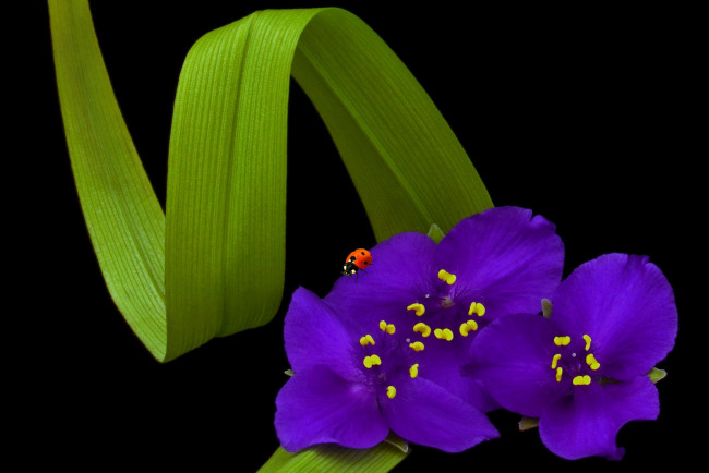 Обои картинки фото цветы, традесканции, фиолетовый, божья, коровка
