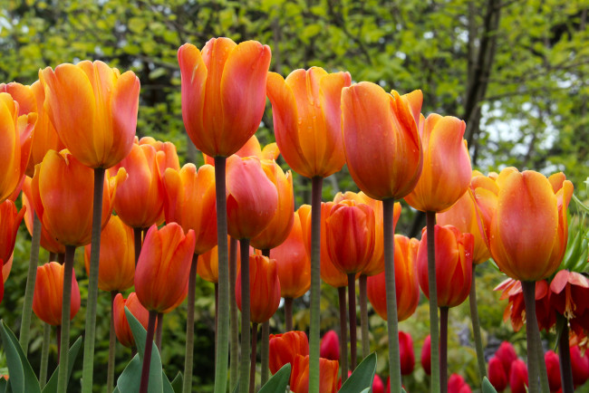 Обои картинки фото цветы, тюльпаны, бутоны