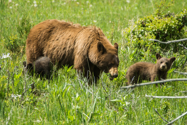 Обои картинки фото животные, медведи, медвежата, медведица