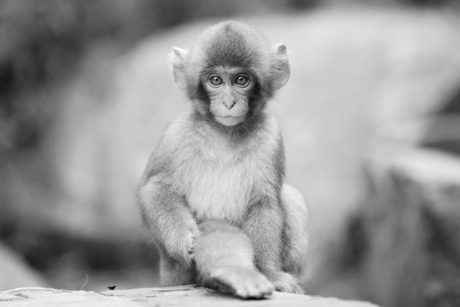 Обои картинки фото животные, обезьяны, мартышка