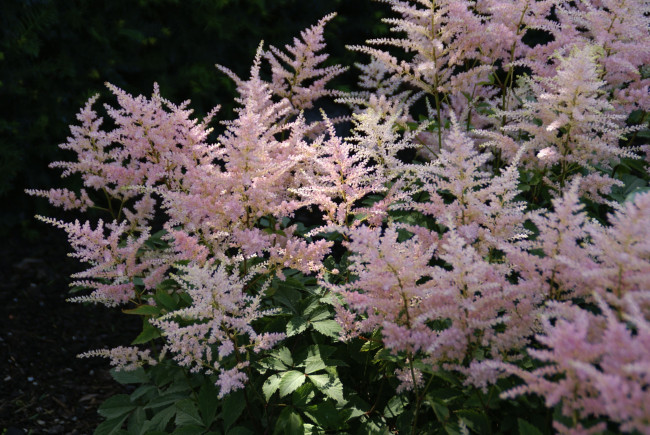 Обои картинки фото цветы, астильбы, розовый