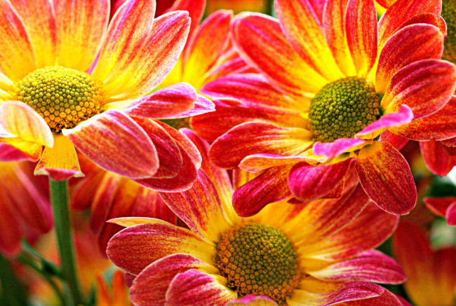 Обои картинки фото цветы, хризантемы, макро