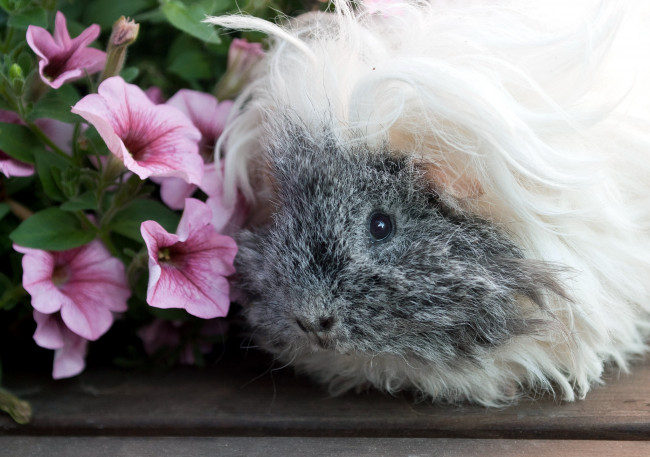 Обои картинки фото животные, морские, свинки, хомяки, морская, свинка, лохматый