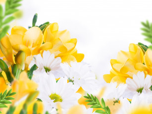 Картинка цветы разные+вместе ромашки фрезии