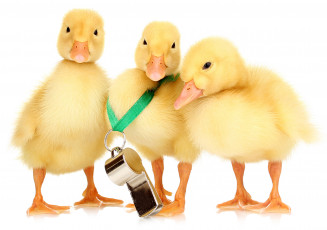 Картинка животные утки свисток