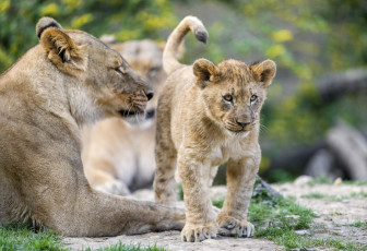 Картинка животные львы малыш