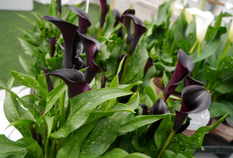 Картинка цветы каллы куст