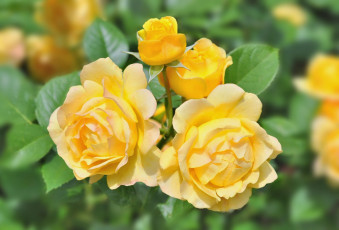 Картинка цветы розы желтый