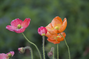 Картинка цветы маки лепестки макро цвета