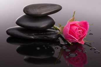 обоя цветы, розы, бутоны, камни, роза, капли
