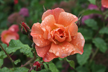 Картинка цветы розы капли