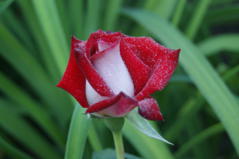 Картинка цветы розы зеленый фон капельки роза