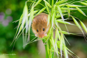 Картинка животные крысы +мыши колосок грызун мышь-малютка