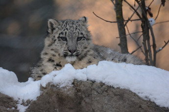 Картинка животные снежный+барс+ ирбис барс снег зима морда детеныш