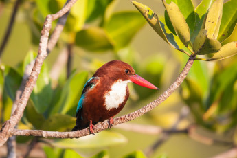 Картинка животные зимородки птичка