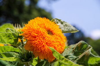 Картинка цветы подсолнухи цветение подсолнух цветок