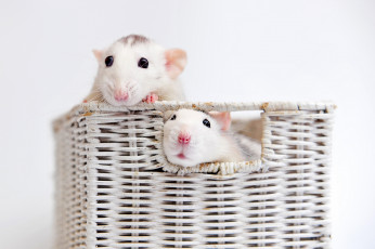 Картинка животные крысы +мыши