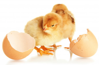 Картинка животные куры +петухи скорлупа цыплята