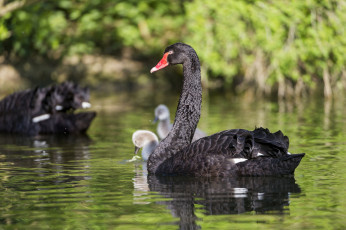 Картинка животные лебеди черный