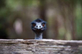 Картинка животные страусы клюв забавный