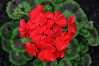 Картинка цветы герань красный