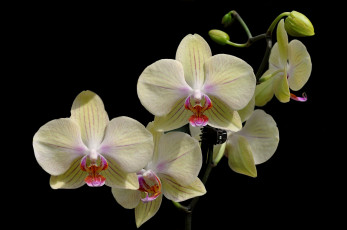 Картинка цветы орхидеи ветка
