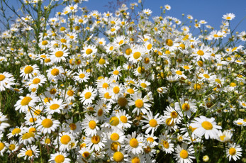 Картинка цветы ромашки много