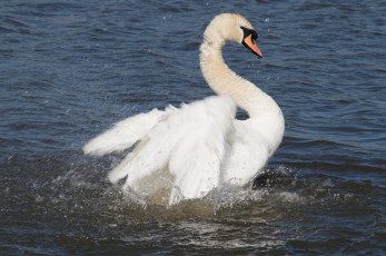 Картинка животные лебеди вода брызги крылья