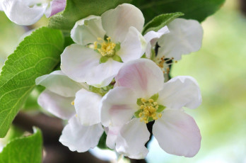 Картинка цветы цветущие+деревья+ +кустарники яблоня